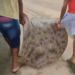 Arraia de mais de 50kg é capturada em rio no interior do Acre