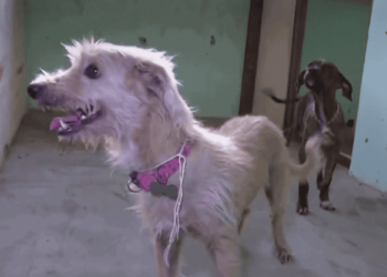 Já são mais de 500 animais com donos acolhidos abrigo de animais. (Foto: G1 Acre)
