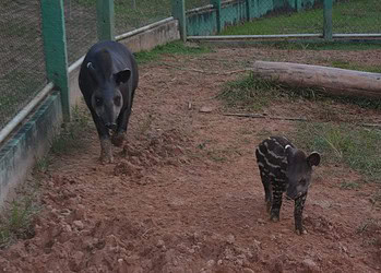 Foto: Evandro Derze/Assecom