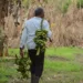'Perdi 80% da minha produção', diz agricultor atingido pela enchente do Rio Acre ao pedir ajuda do Poder Público