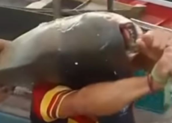 Pescadores capturam tambaqui de 43 quilos no Rio Purus; veja vídeo