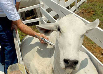 Governo oferta treinamento contra Febre Aftosa para médicos veterinários