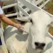 Governo oferta treinamento contra Febre Aftosa para médicos veterinários
