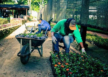 Prefeitura tem sido uma grande incentivadora do plantio (Foto: Renilson Rodrigues/Assecom)