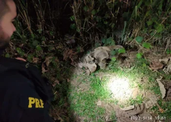 PRF resgata bicho-preguiça às margens de rodovia no Acre; veja o vídeo