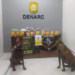 Cães policiais encontram mais de 2kg de droga em encomendas dos Correios