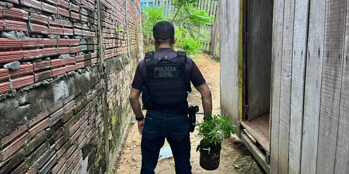 Traficante que cultivava maconha no quintal de casa é preso em Cruzeiro do Sul