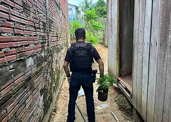 Traficante que cultivava maconha no quintal de casa é preso em Cruzeiro do Sul