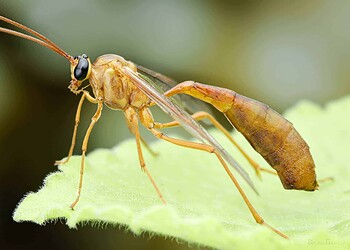 Alunos do Acre participarão de curso inédito ofertado pela Ufac e Embrapa