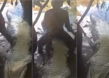 No Acre, pescadores que comemoraram morte de jacaré estão sendo procurados pelo Ibama