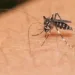 Acre teve quase 5 mil casos prováveis de dengue nos quatro meses de 2023