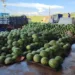 Boa safra reduz preço da melancia em Rio Branco