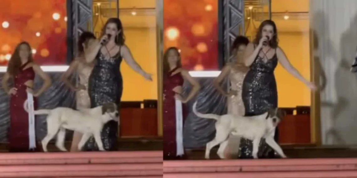 Cachorro rouba a cena durante cerimônia do Miss Acre: 'mister dog'