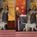 Cachorro rouba a cena durante cerimônia do Miss Acre: 'mister dog'