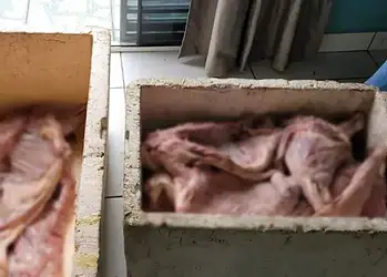 Homem é preso com mais de 200kg de carne de caça no Acre