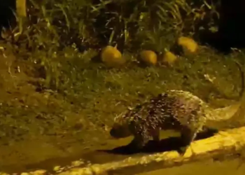 Porco-espinho chama atenção ao ser flagrado passeando pelas ruas; veja o vídeo