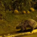 Porco-espinho chama atenção ao ser flagrado passeando pelas ruas; veja o vídeo