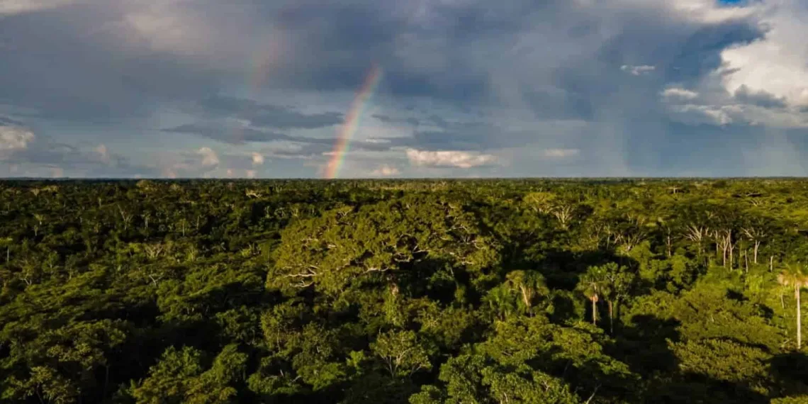 Alertas de desmatamento no Acre reduzem mais de 77% em maio