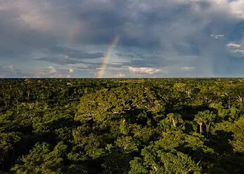 Alertas de desmatamento no Acre reduzem mais de 77% em maio