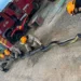 ASSISTA: Bombeiros resgatam sucuri de mais de 5 metros no Acre