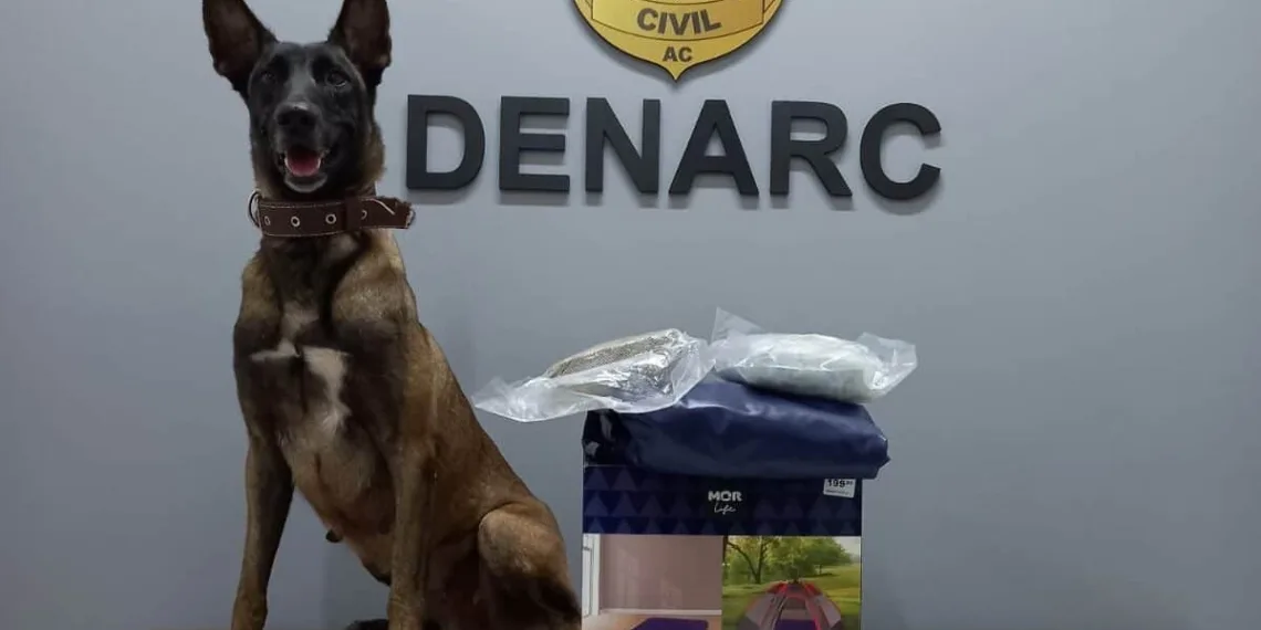 Cão policial encontra 2kg de droga escondida em colchão inflável que seria enviado para o Maranhão