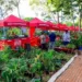 Feira 'Ecoflores' será lançada nesta sexta-feira no Horto Florestal
