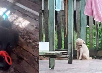 Homem que amarrou focinhos de cachorros é preso em flagrante no Acre