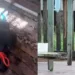 Homem que amarrou focinhos de cachorros é preso em flagrante no Acre