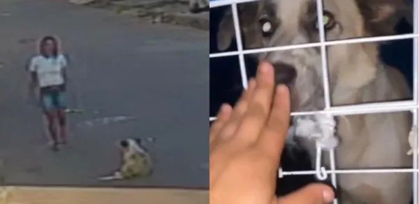Cachorro de rua ameaçado de morte é adotado e ganha um lar: 'você será feliz'