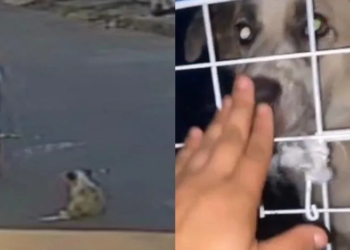 Cachorro de rua ameaçado de morte é adotado e ganha um lar: 'você será feliz'