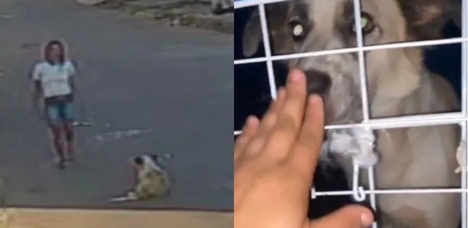 Cachorro de rua ameaçado de morte é adotado e ganha um lar: 'você será feliz'