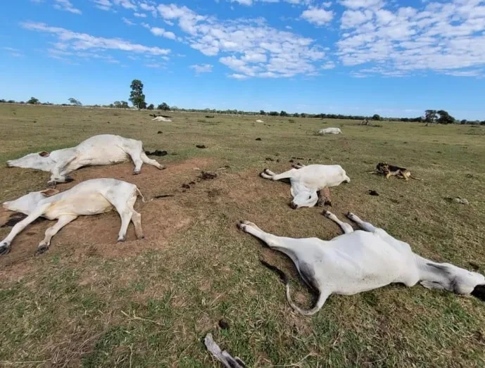 Mais de mil cabeças de gados morrem de frio no Pantanal; prejuízo estimado é de R$ 3 milhões