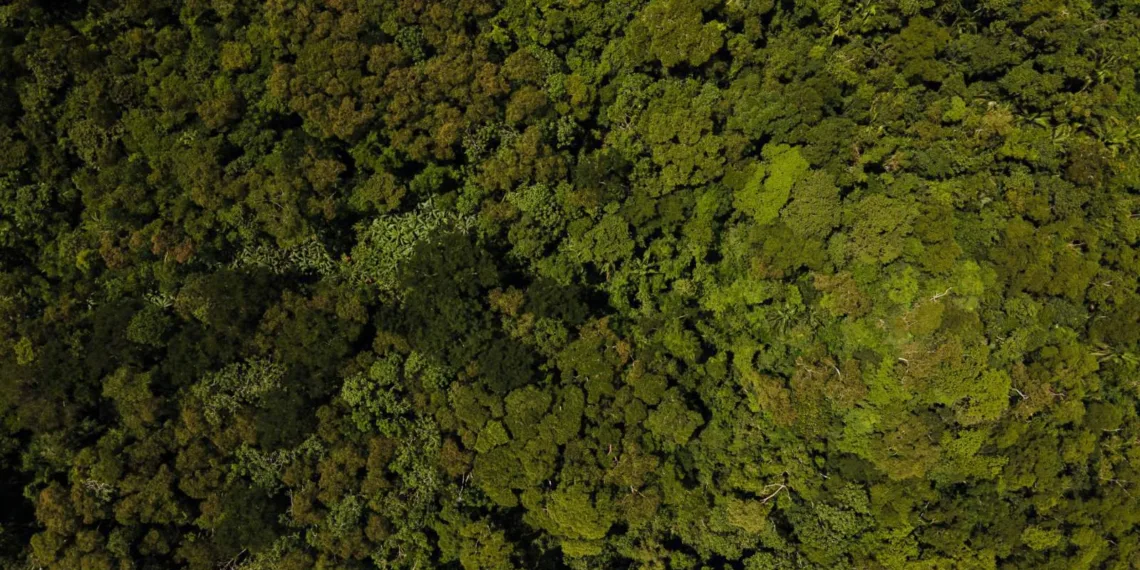 Queima controlada é o emprego do fogo como fator de produção e manejo em atividades agropastoris, florestais ou de pesquisa científica e tecnológica. Foto: Alexandre Cruz-Noronha