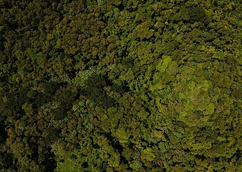 Queima controlada é o emprego do fogo como fator de produção e manejo em atividades agropastoris, florestais ou de pesquisa científica e tecnológica. Foto: Alexandre Cruz-Noronha
