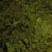 Queima controlada é o emprego do fogo como fator de produção e manejo em atividades agropastoris, florestais ou de pesquisa científica e tecnológica. Foto: Alexandre Cruz-Noronha