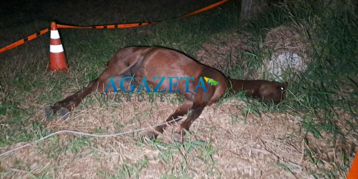 Égua avaliada em R$ 60 mil morre eletrocutada após fio de alta tensão se desprender