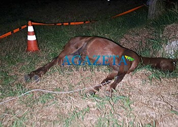 Égua avaliada em R$ 60 mil morre eletrocutada após fio de alta tensão se desprender