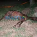 Égua avaliada em R$ 60 mil morre eletrocutada após fio de alta tensão se desprender