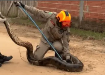 Sucuri de 4 metros é capturada em bairro de Cruzeiro do Sul