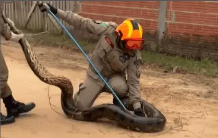 Sucuri de 4 metros é capturada em bairro de Cruzeiro do Sul