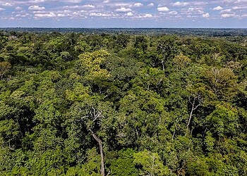 A força-tarefa visa combater os ilícitos ambientais. Foto: Pedro Devani/Secom