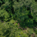 Mercado de carbono pode gerar ativo financeiro de mais 560 milhões de dólares para o Acre — Foto: Arquivo/BP-AC