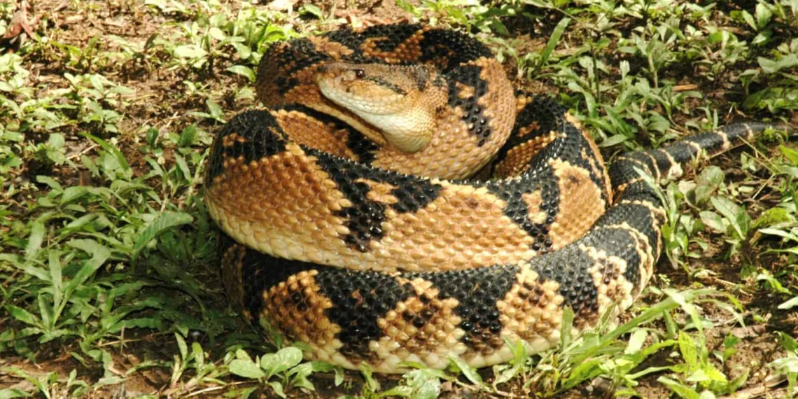 Espécie de cobra rara do Acre é enviada para o RJ para ajudar na fabricação de remédios