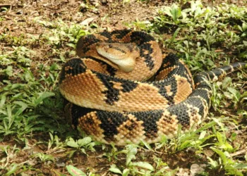 Espécie de cobra rara do Acre é enviada para o RJ para ajudar na fabricação de remédios
