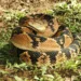 Espécie de cobra rara do Acre é enviada para o RJ para ajudar na fabricação de remédios