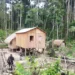 Três pessoas são presas por crimes ambientais no Acre