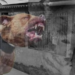 Cão da raça pitbull ataca idosas de 60 e 88 anos e uma das vítimas fica em estado grave