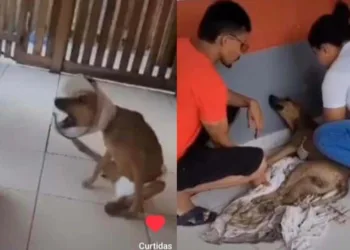 Associação faz campanha para conseguir cadeira de rodas a cãozinho especial