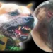Cão da raça pitbull ataca criança de 5 anos no interior do Acre