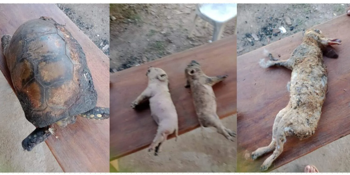 O incêndio resultou na morte de dezenas de animais, além da destruição de três casas no assentamento Walter Arce. (Foto: Cedida)